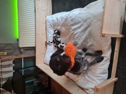 Unsere Katunga hat am 19.10.2022 Ihre 11 Elfen gewölft.