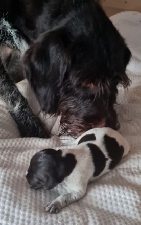 Unsere Katunga hat am 19.10.2022 Ihre 11 Elfen gewölft.