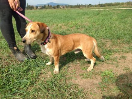 Otto- Wer erklärt mir die Menschenwelt?