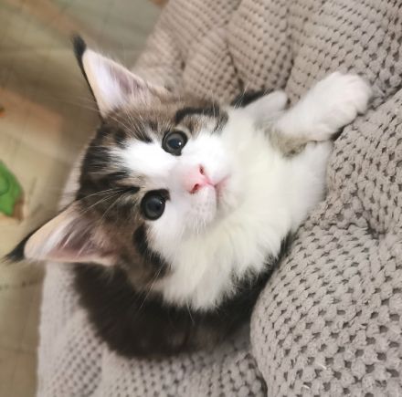 Wir haben wunderschöne Maine Coon Babys, liebevoll in