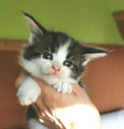 Wir haben wunderschöne Maine Coon Babys, liebevoll in