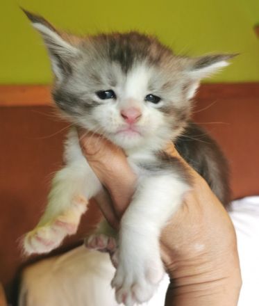 Wir haben wunderschöne Maine Coon Babys, liebevoll in