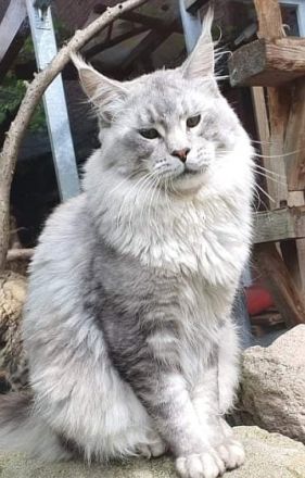 Wir haben wunderschöne Maine Coon Babys, liebevoll in