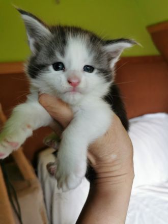 Wir haben wunderschöne Maine Coon Babys, liebevoll in