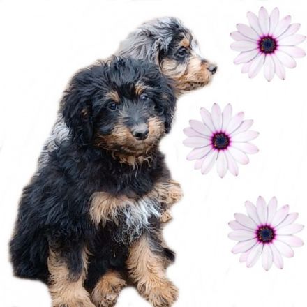 Minie Aussiedoodle Welpen geb.am 03.08.22 in der tollen