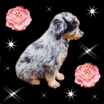 Minie Aussiedoodle Welpen geb.am 03.08.22 in der tollen