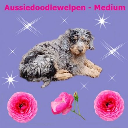 Minie Aussiedoodle Welpen geb.am 03.08.22 in der tollen