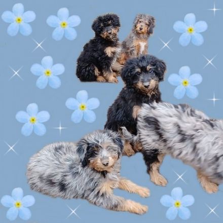 Minie Aussiedoodle Welpen geb.am 03.08.22 in der tollen