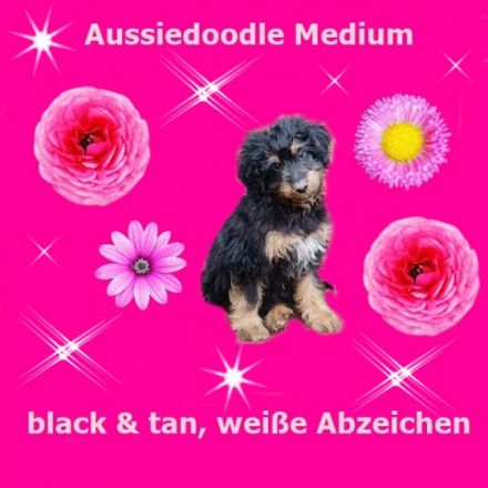 Minie Aussiedoodle Welpen geb.am 03.08.22 in der tollen