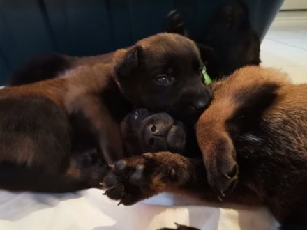 Herzlich Willkommen, bei uns sind 8 kleine Mäuse