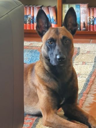 Herzlich Willkommen, bei uns sind 8 kleine Mäuse