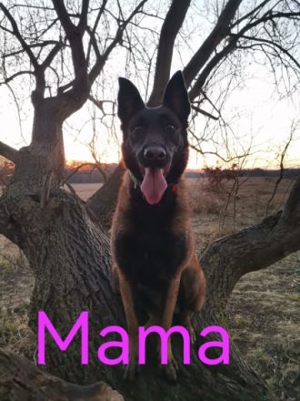 Herzlich Willkommen, bei uns sind 8 kleine Mäuse