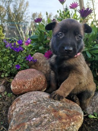 Herzlich Willkommen, bei uns sind 8 kleine Mäuse