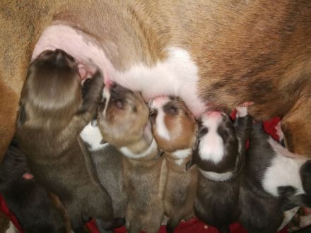 American Staffordshire Terrier Welpen