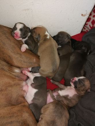 American Staffordshire Terrier Welpen