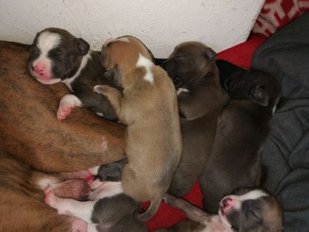 American Staffordshire Terrier Welpen