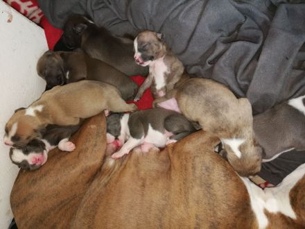 American Staffordshire Terrier Welpen