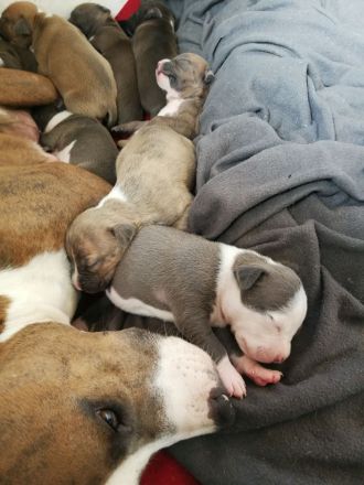 American Staffordshire Terrier Welpen