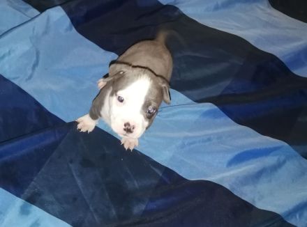 American Staffordshire Terrier Welpen