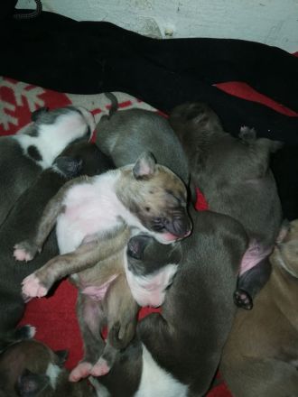 American Staffordshire Terrier Welpen