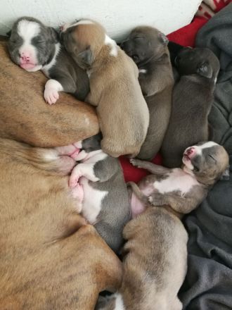 American Staffordshire Terrier Welpen