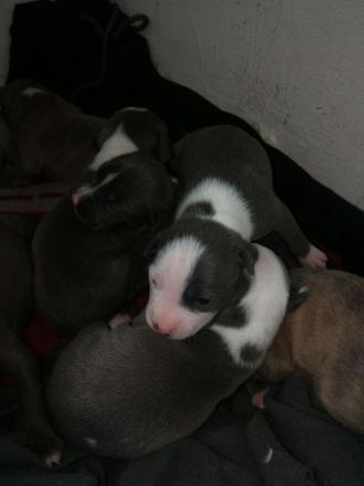 American Staffordshire Terrier Welpen