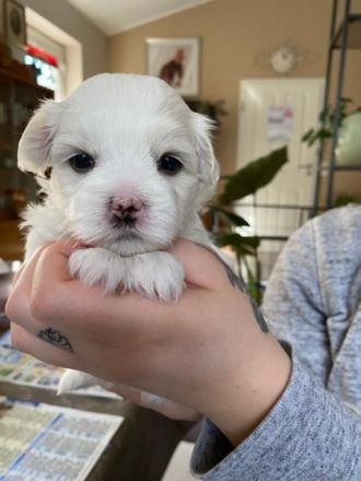 Wenn Sie kein Weihnachtsgeschenk suchen,aber einen der