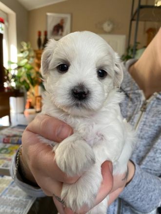 Wenn Sie kein Weihnachtsgeschenk suchen,aber einen der