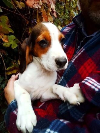 Unsere vier kleinen Welpen 2 Rüden und 2 Hündinnen