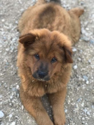 Chow Chow Mischlingswelpen suchen ein zu Hause ✨ Ein