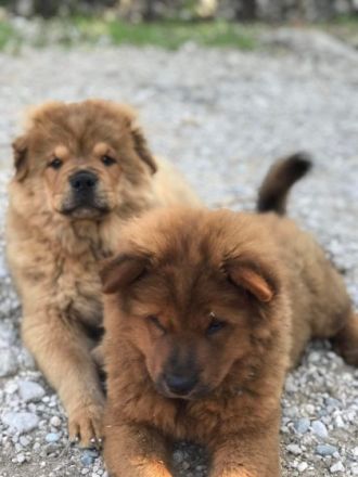 Chow Chow Mischlingswelpen suchen ein zu Hause ✨ Ein