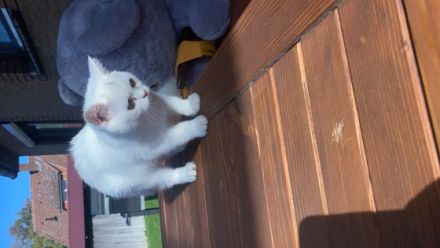 Der unsere kleine Lucy sucht neue Haus Lucy ist jetzt 4