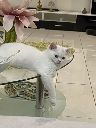 Der unsere kleine Lucy sucht neue Haus Lucy ist jetzt 4