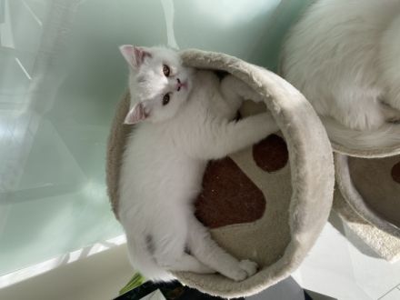 Der unsere kleine Lucy sucht neue Haus Lucy ist jetzt 4