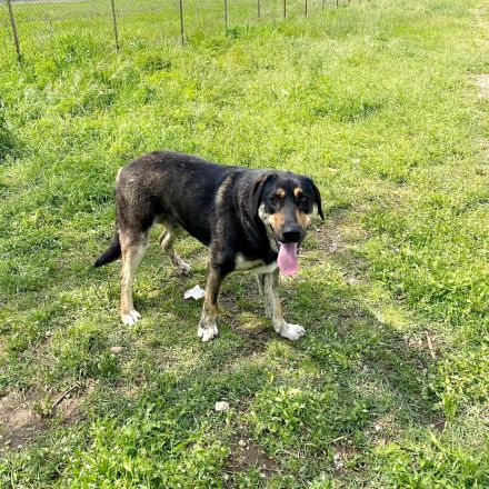 Name: Kimon Geschlecht: männlich Alter: geb.ca. März