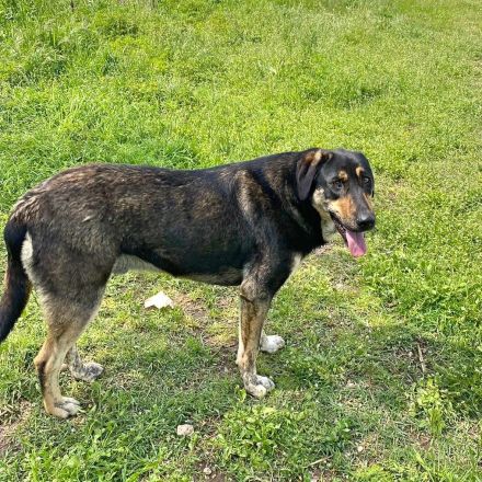 Name: Kimon Geschlecht: männlich Alter: geb.ca. März