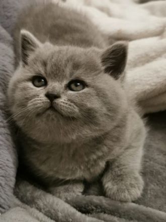 Hallo liebe Katzenfreunde, unsere reinrassige Sally (1