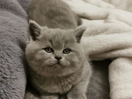 Hallo liebe Katzenfreunde, unsere reinrassige Sally (1