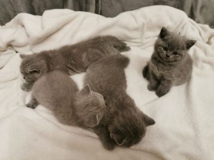 Hallo liebe Katzenfreunde, unsere reinrassige Sally (1