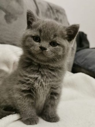 Hallo liebe Katzenfreunde, unsere reinrassige Sally (1