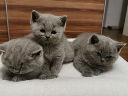 Hallo liebe Katzenfreunde, unsere reinrassige Sally (1