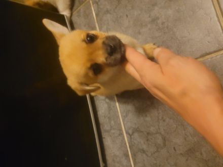 Hallo wir haben 4 süsse mischlingswelpen in liebevolle