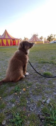 Border Collie Australian Sheperd Welpe , 12 Wochen alt