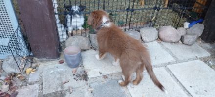 Border Collie Australian Sheperd Welpe , 12 Wochen alt