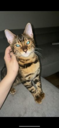 Babykatzen, ‼️FESTPREIS OHNE WENN UND ABER, Preis