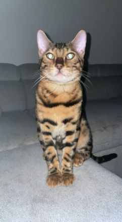 Babykatzen, ‼️FESTPREIS OHNE WENN UND ABER, Preis