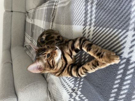 Babykatzen, ‼️FESTPREIS OHNE WENN UND ABER, Preis