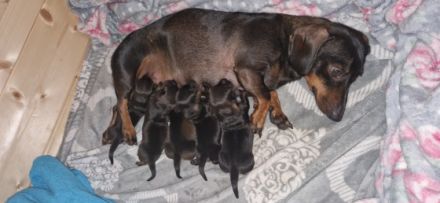 Hallo wir haben am 19.10.2022 einen Kurzhaar Zwegdackel