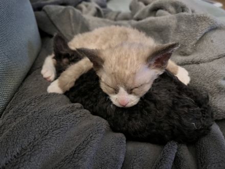 Hallo! Wir sind Juneau (grau) und Norden (schwarz), wir