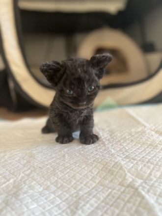 Hallo! Wir sind Juneau (grau) und Norden (schwarz), wir